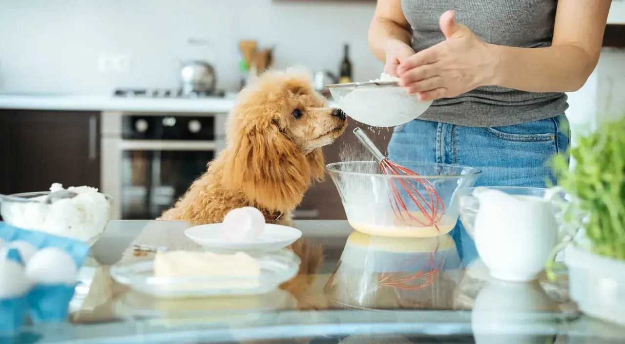 Wapń dla psa w diecie gotowanej: Oblicz dawkę i zadbaj o zdrowie!