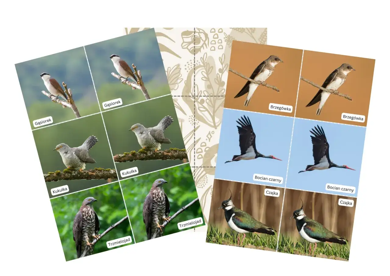 Gąsiorek, kukułka, brzegówka, bocian czarny, czajka – jakie ptaki odlatują na zimę? Familiada ptaków przygotowuje się do podróży.