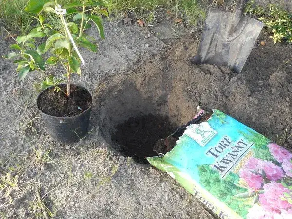 Czy kompost zakwasza glebę? Poznaj skutki i jak ich uniknąć