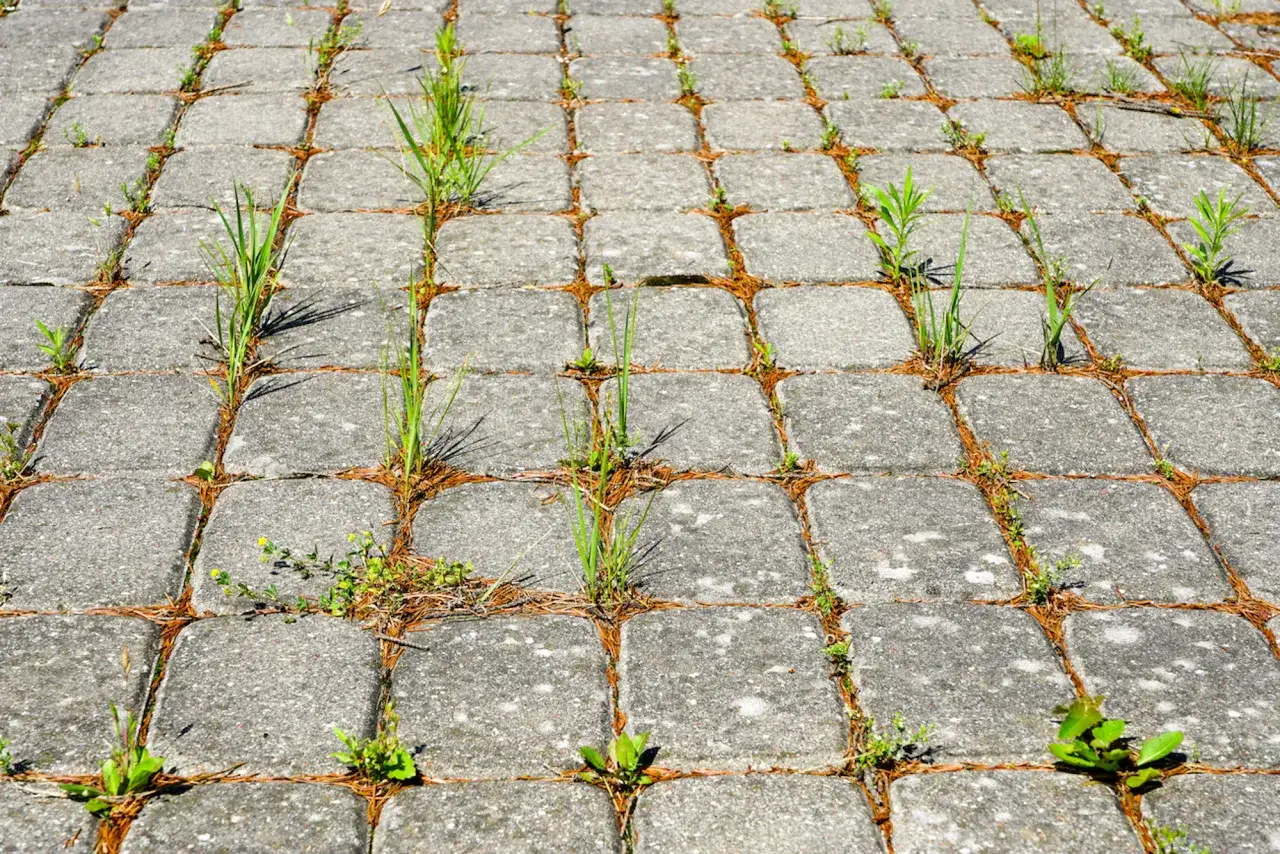 Skuteczne sposoby na usunięcie trawy z chodnika bez chemii