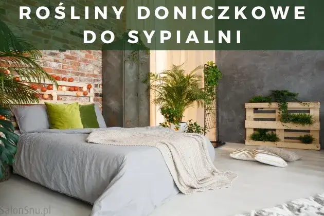 Czy skrzydłokwiat może stać w sypialni? Odkryj jego zalety i zagrożenia