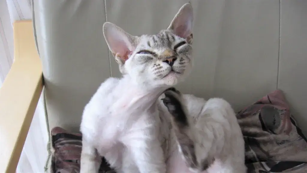 Devon Rex blue point – jak wybrać idealne kocięta tej rasy?