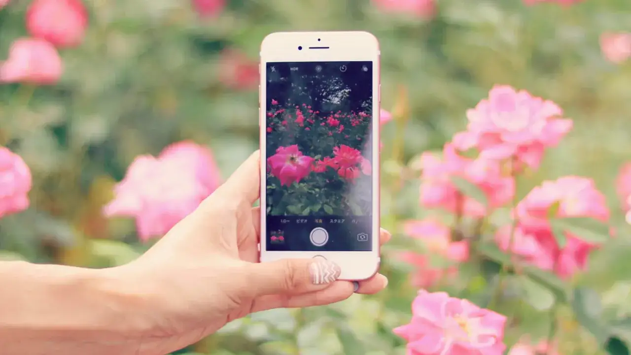 Co to za kwiat? Rozpoznaj roślinę z łatwością dzięki smartfonowi