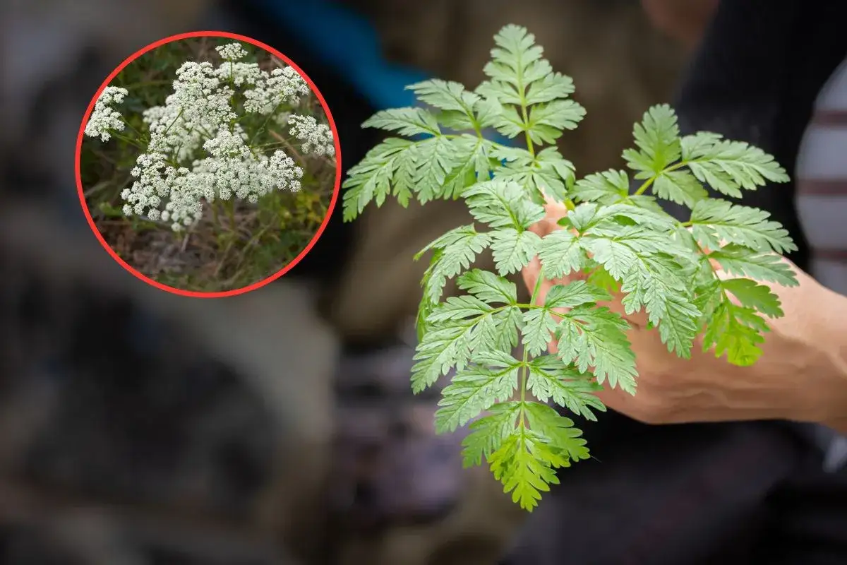 Pietruszka czy trucizna? Rozpoznaj blekot, szczwół, szalej!