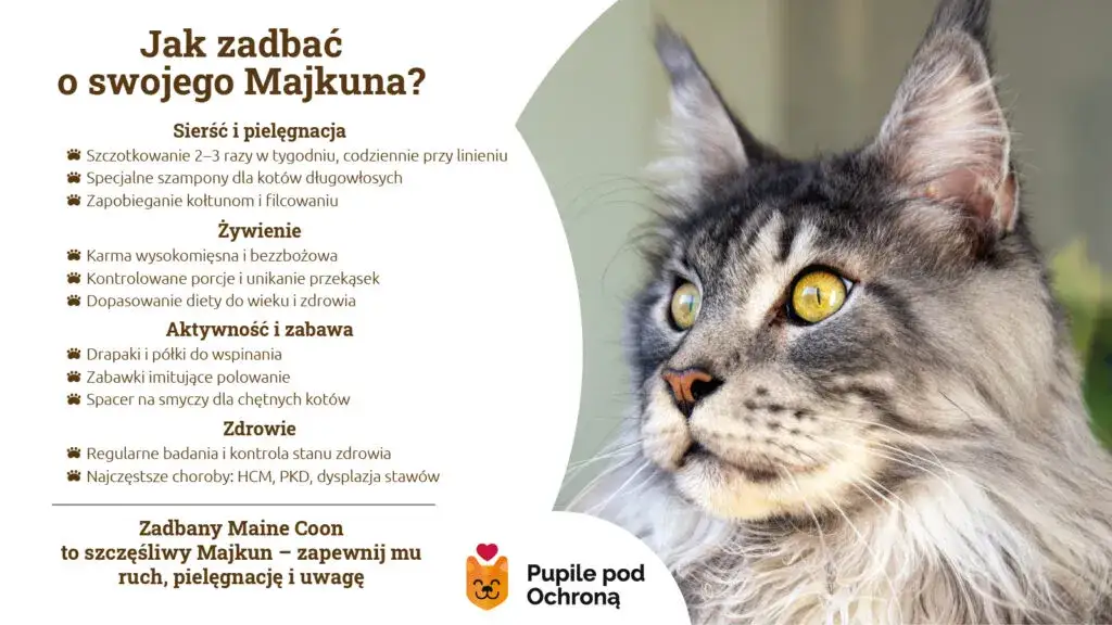 Maine Coon: Włosy czy sierść? Odkryj tajemnice pielęgnacji
