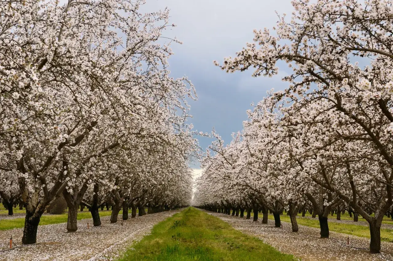 Kwitnienie orzecha włoskiego: Jak zapewnić obfite plony?
