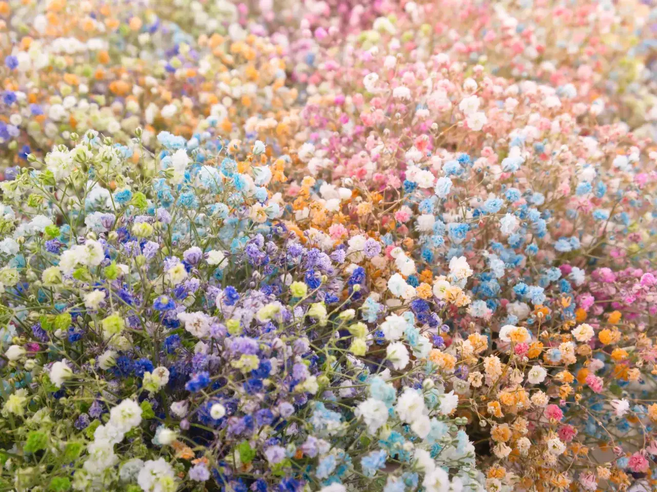 Kolorowa gipsówka po farbowaniu, tworząca tęczowy dywan kwiatów.