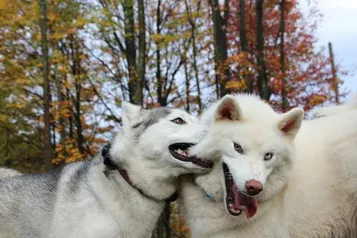 Czy husky jest agresywny? Odkryj prawdę o ich zachowaniu