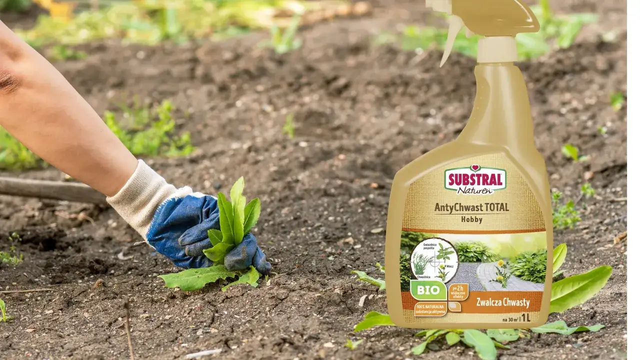 Twój ogród atakują kolczaste chwasty? Zwalcz je ekologicznie i chemicznie!