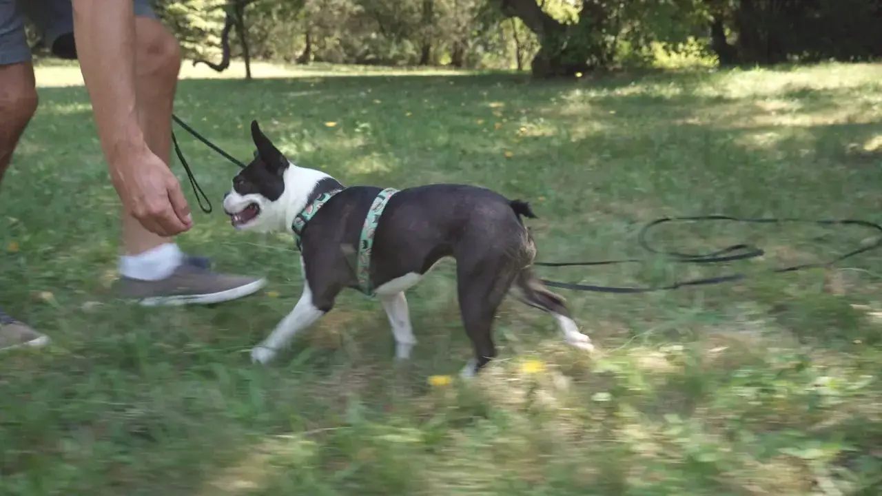 Boston terrier na smyczy podczas treningu na trawie.