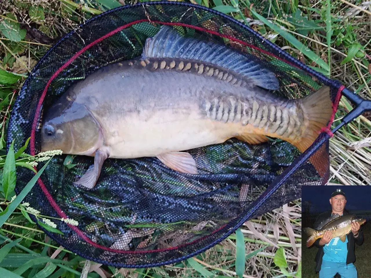 Duży karp w podbieraku, idealny na rybne ciasto. W małym okienku widać wędkarza z podobnym okazem.