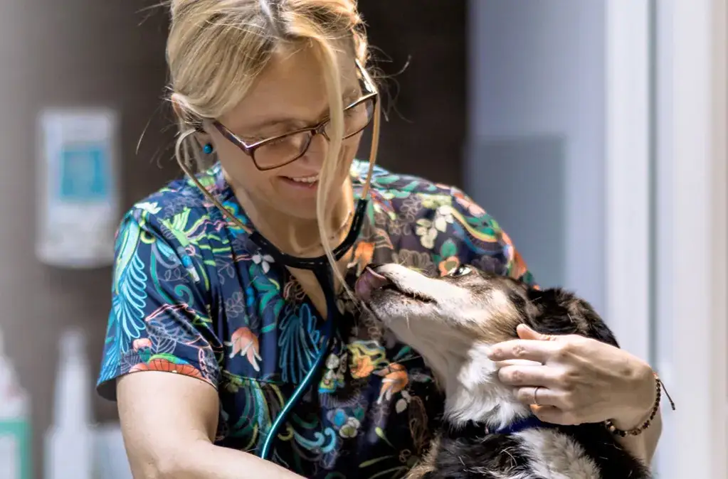 Weterynarz Gdańsk Osowa: Gdzie leczyć pupila? Opinie