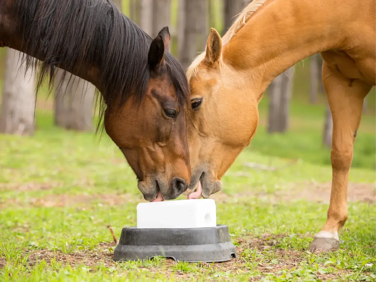 Jak zrobić lizawkę dla konia? Pełna kontrola składu i zdrowie