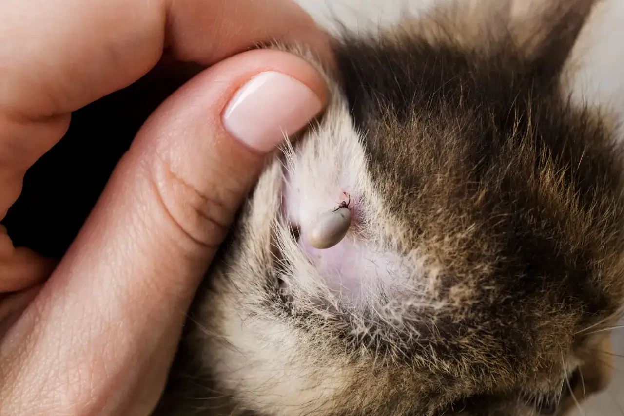 Nietypowe choroby odkleszczowe u kotów: Co musisz wiedzieć?