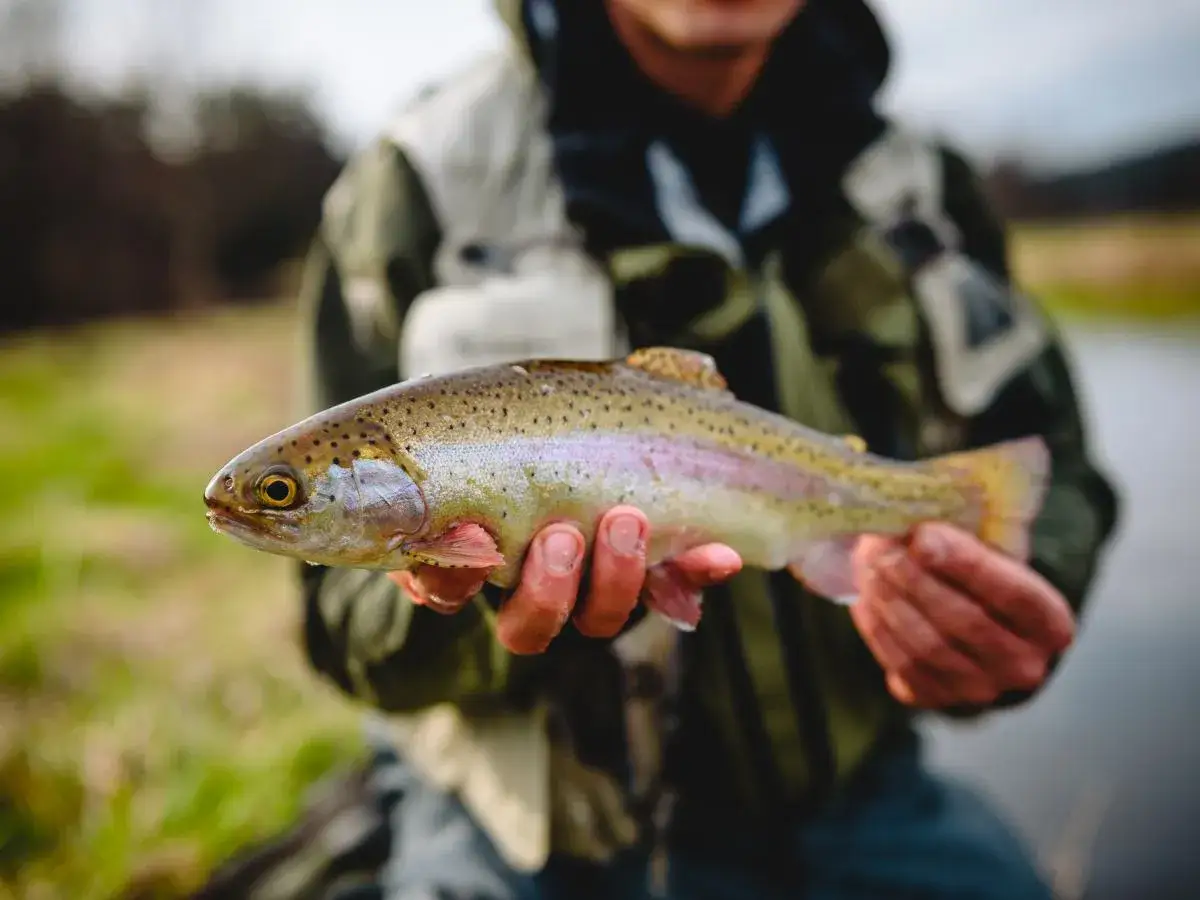 Wędkarz trzyma tęczową troć, idealny okaz do łowienia na spinning.