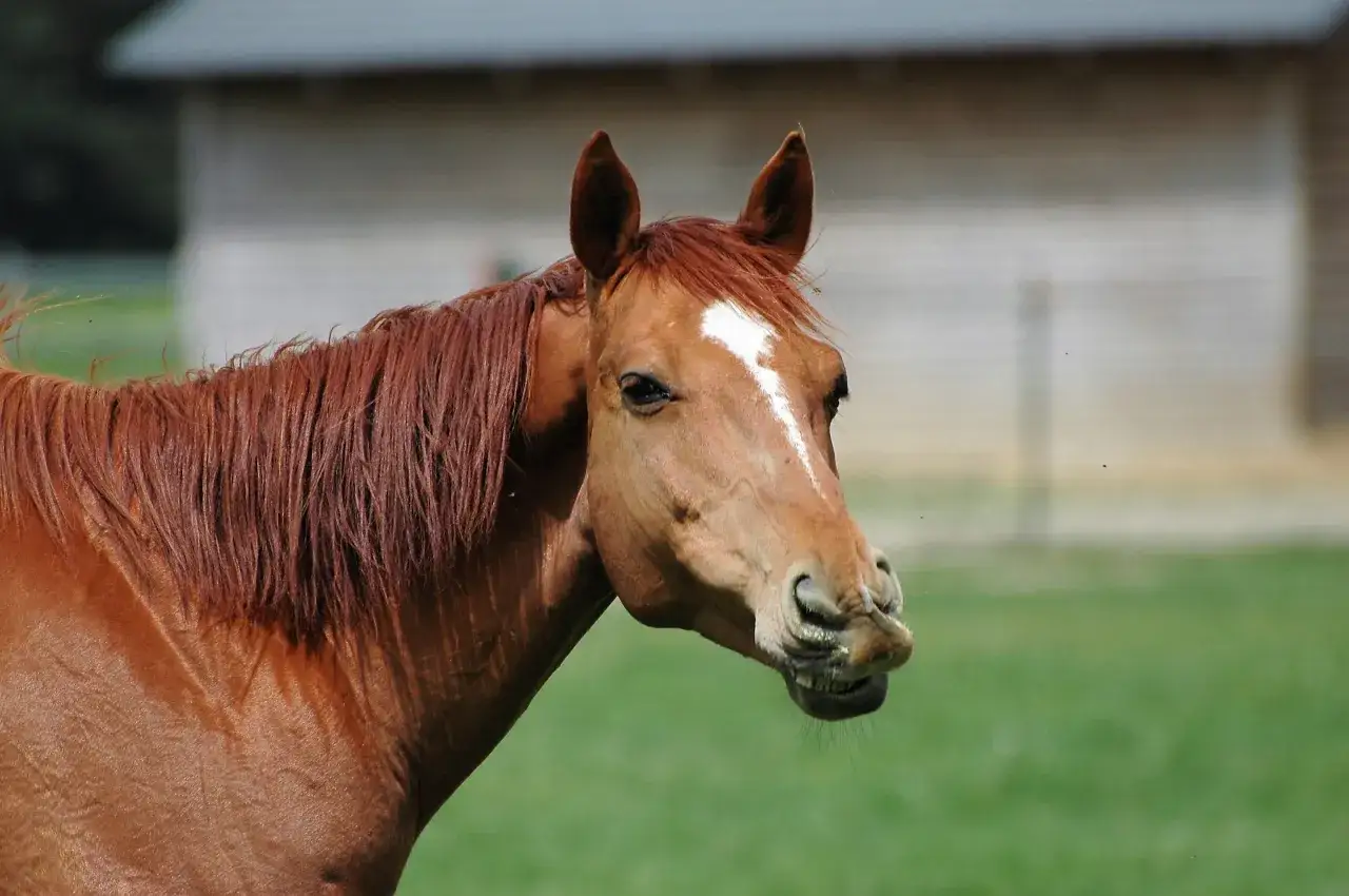 Brązowy koń z białą gwiazdką na czole, z pewnością doceniłby boswellię dla koni, która wspiera jego stawy.