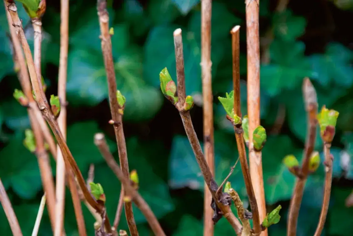 Kiedy pąki hortensji ogrodowej? Poradnik, by kwitła obficie