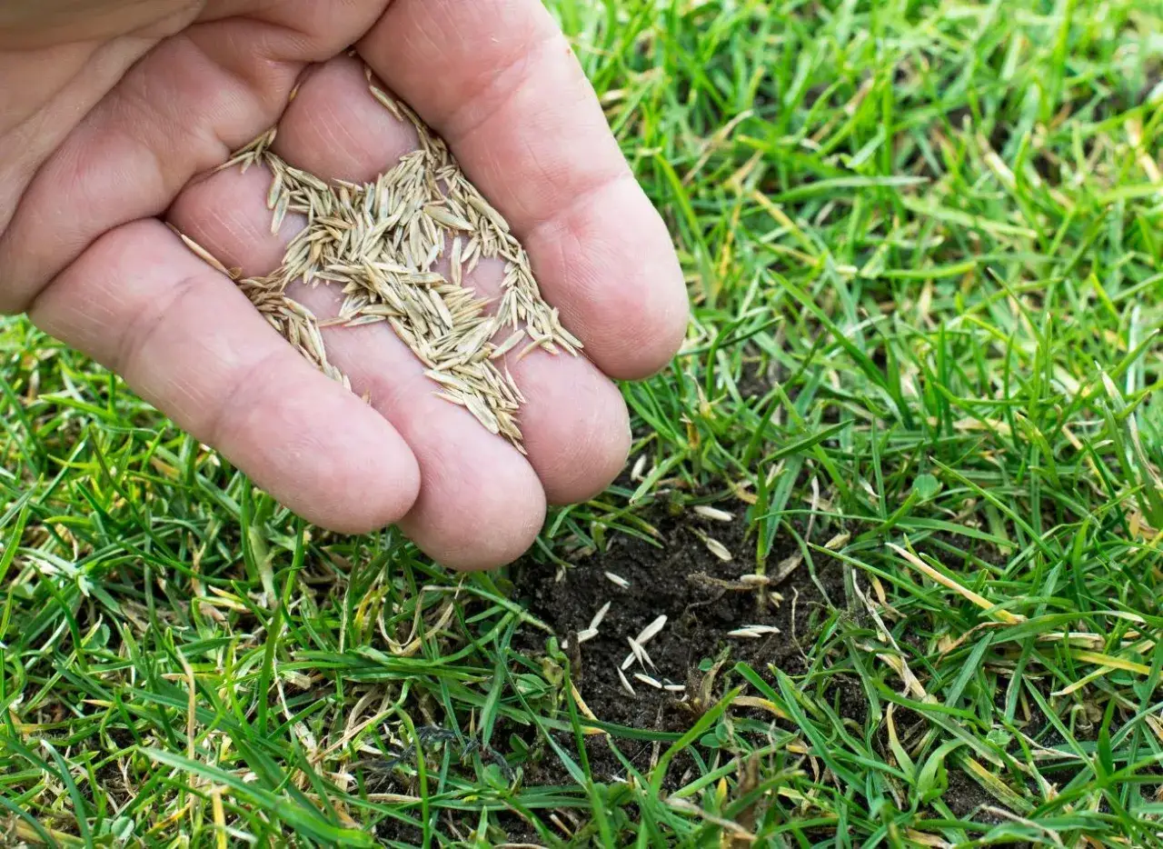 Najlepsza trawa na trawnik - opinie i porady z forum użytkowników