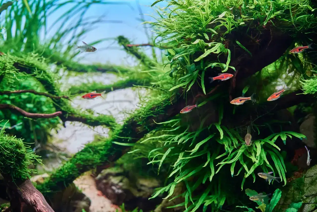 Ile octu do akwarium? Prawda i zagrożenia dla Twoich ryb