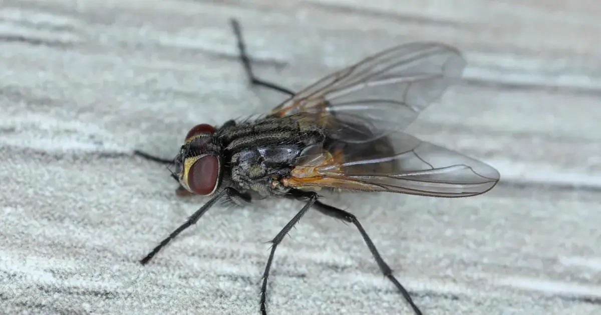 Jak Pozbyć Się Uciążliwych Much Na Strychu? 7 Skutecznych Metod