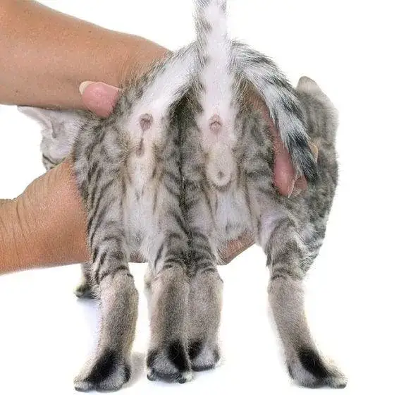 Jak odróżnić kota od kotki? Proste sposoby na identyfikację płci