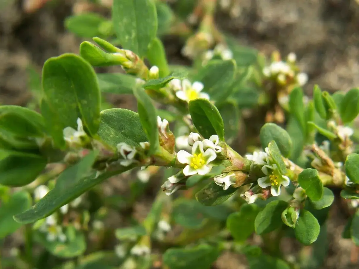 Rdest ptasi, pospolita roślina z drobnymi białymi kwiatkami i zielonymi listkami, rośnie nisko przy ziemi.