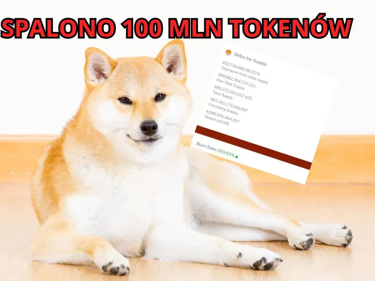 Kryptowaluta Shiba Inu: Fenomen rynku czy ryzykowna inwestycja?