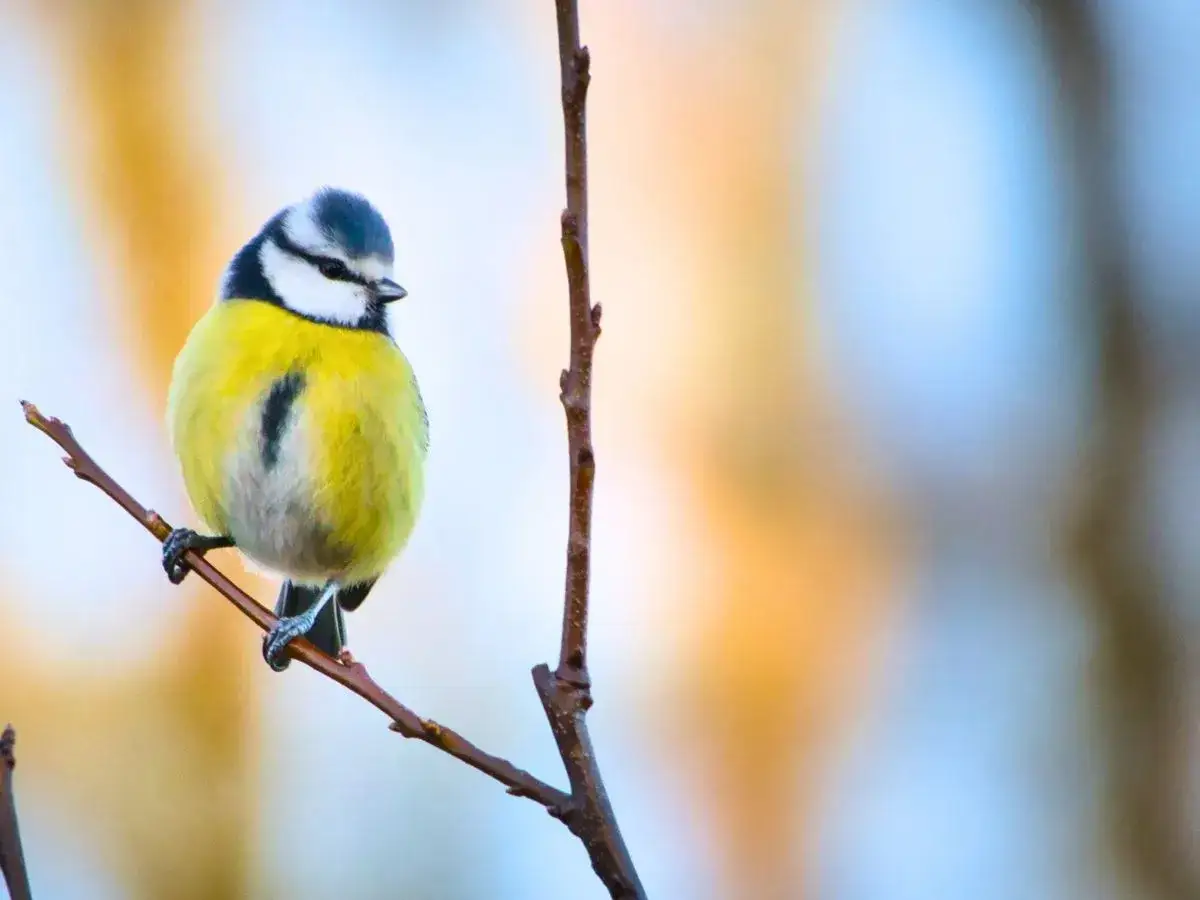 Sikorka modra siedząca na gałęzi, szukająca schronienia. Zastanawiamy się, gdzie zimują sikorki.