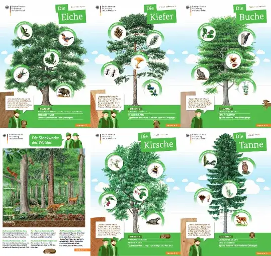 Rohstoff Holz Unterricht: Nachhaltige Materialien für spannende Lerneinheiten