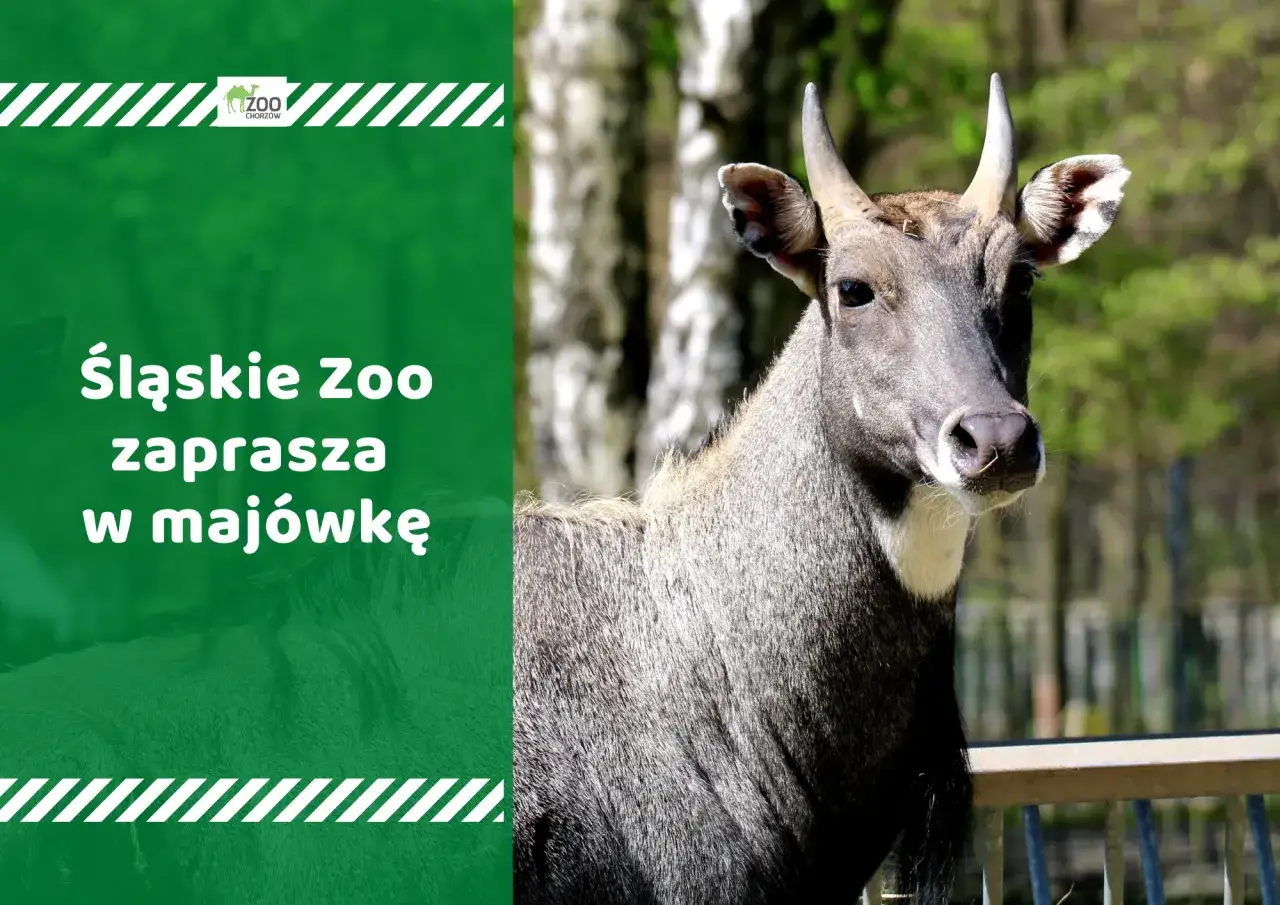 Śląskie ZOO 2026: Cennik, godziny, dojazd zaplanuj idealną wizytę!