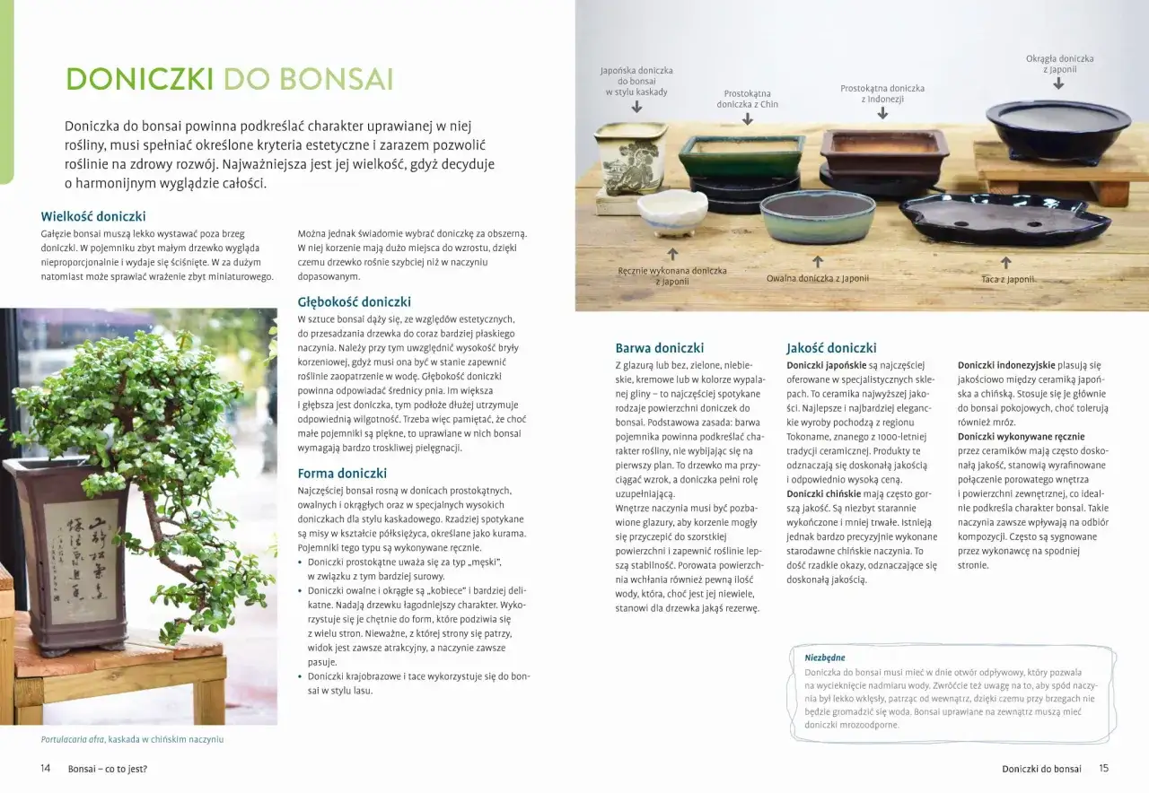 Bonsai ogrodowe w Polsce: Mrozoodporne gatunki i sekrety pielęgnacji