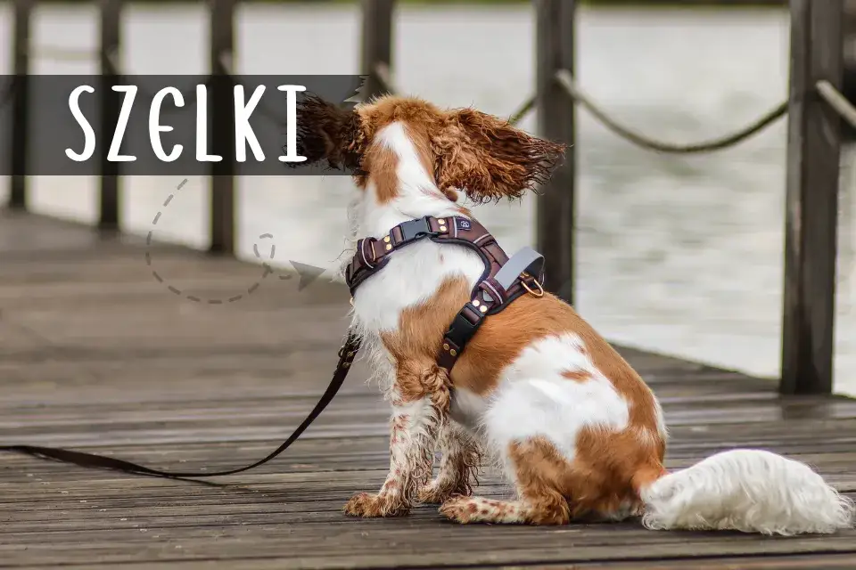 Obroża czy szelki dla dużego psa – co wybrać dla bezpieczeństwa?
