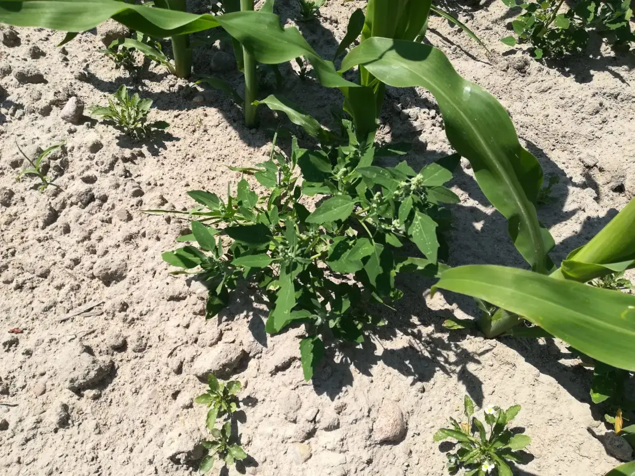 Komosa biała w ogrodzie? Zwalcz chwast raz na zawsze!