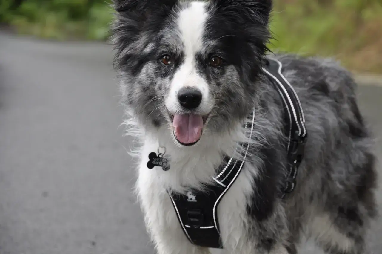 Szelki czy obroża dla border collie: co wybrać dla aktywnego psa?