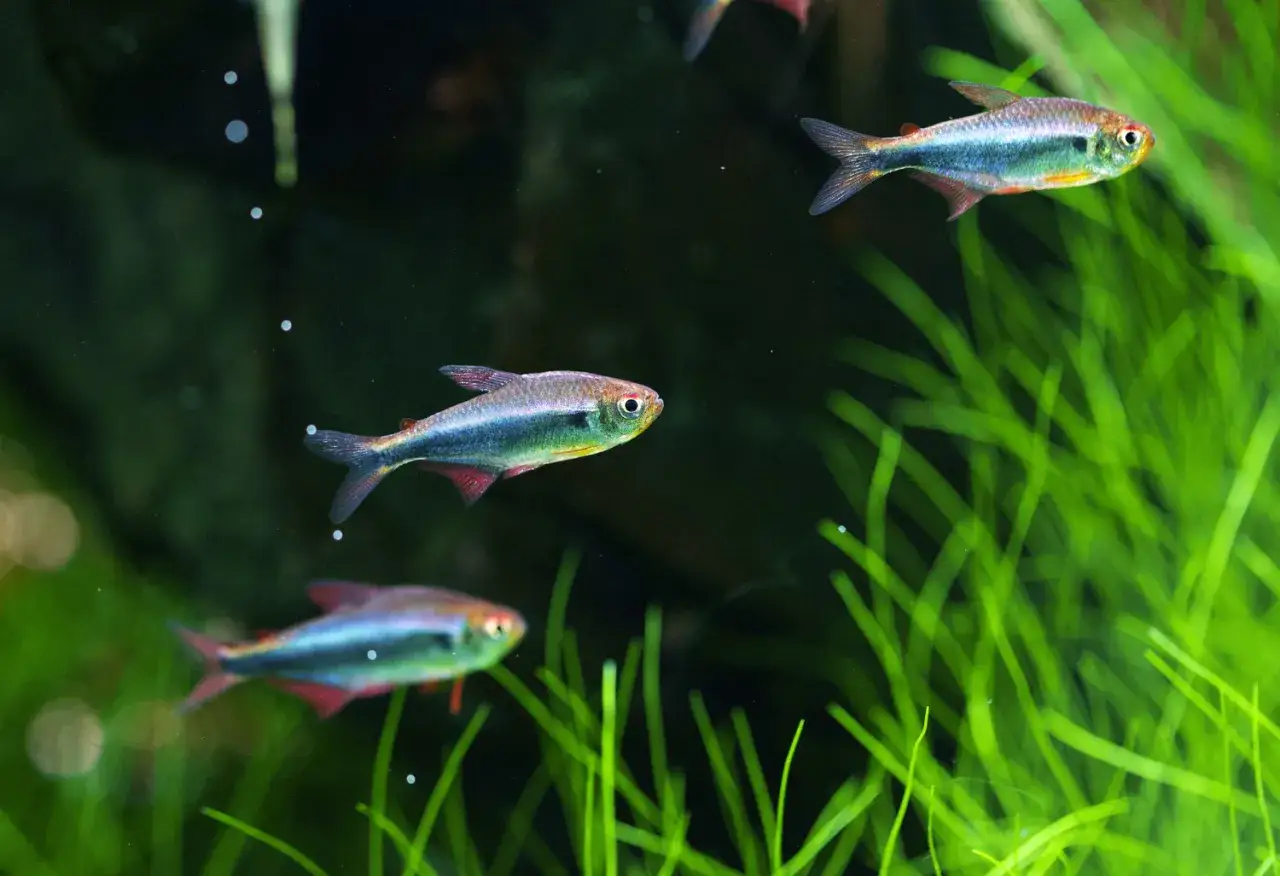 Ryby do akwarium roślinnego: Obsada, która nie zniszczy roślin!