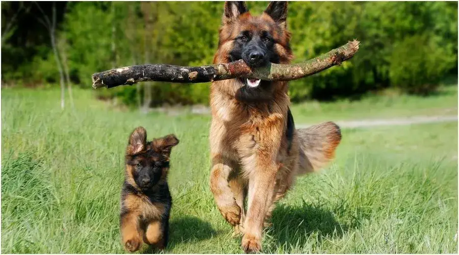 Owczarek niemiecki: Ile żyje i jak zapewnić mu długie lata?