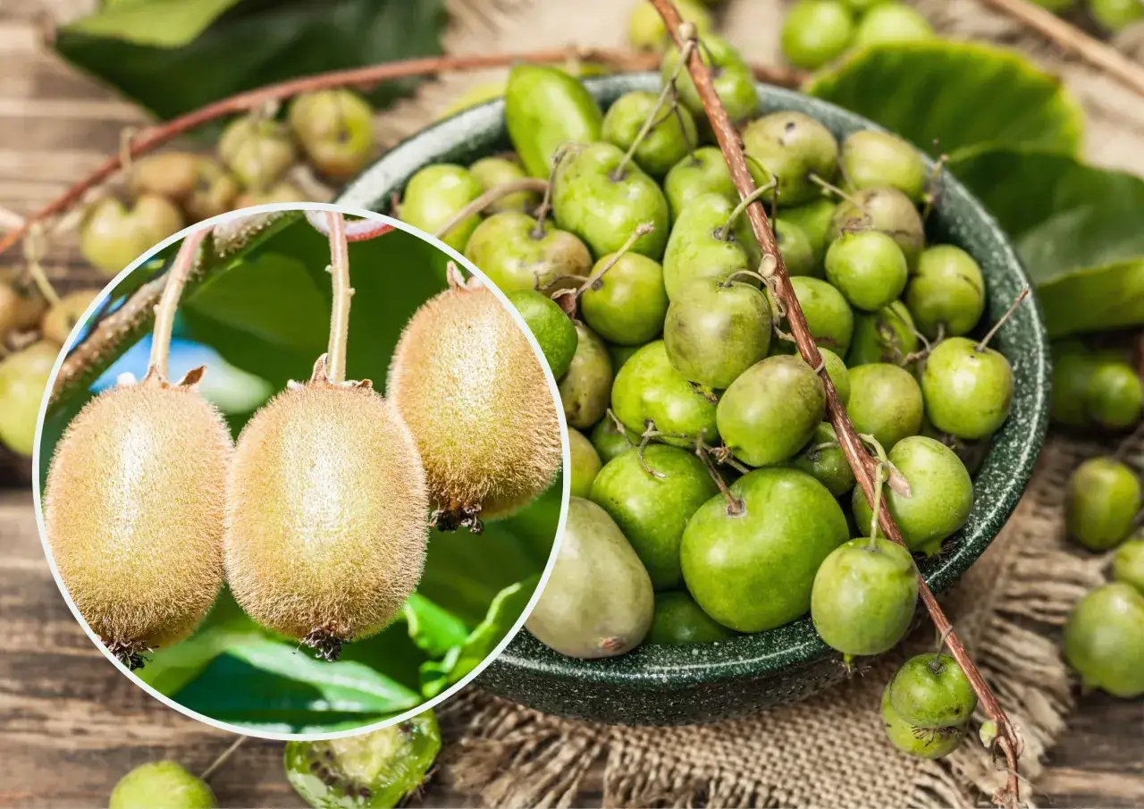 W jakim kraju rośnie kiwi? Prawdziwa ojczyzna i uprawa w Polsce