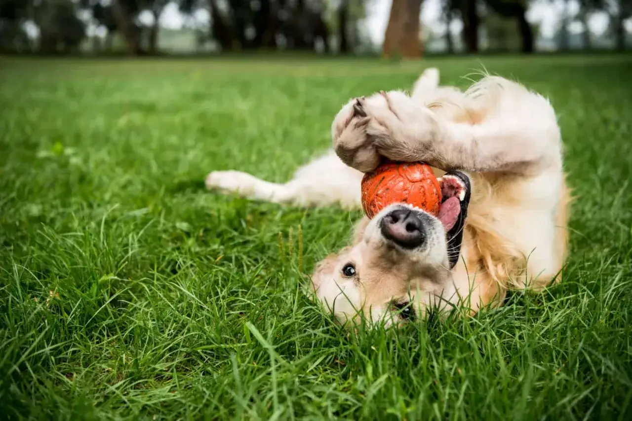 Szczeniak golden retriever bawi się pomarańczową piłką na trawie. Idealne zabawki dla szczeniaka, które zapewnią mu radość i zajęcie.