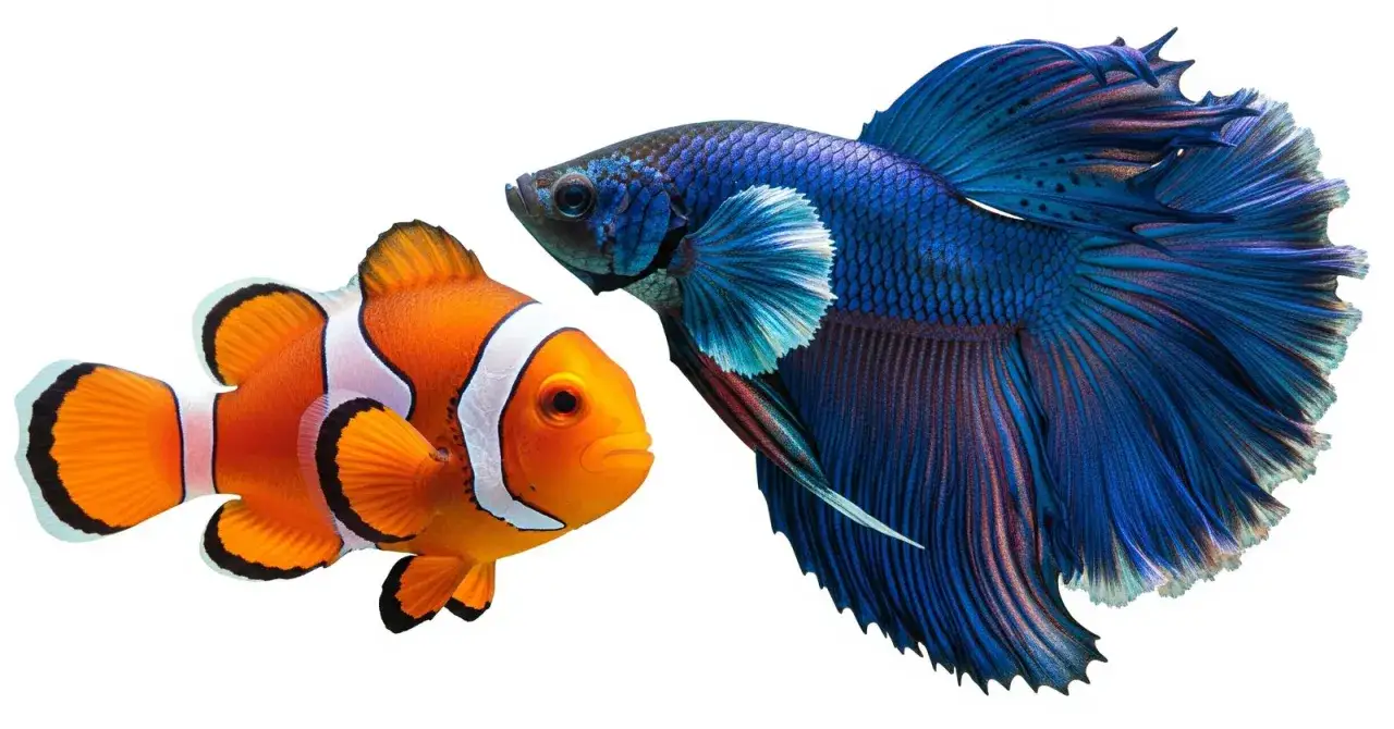 Ile kosztuje Nemo? Prawdziwy koszt błazenka i akwarium morskiego