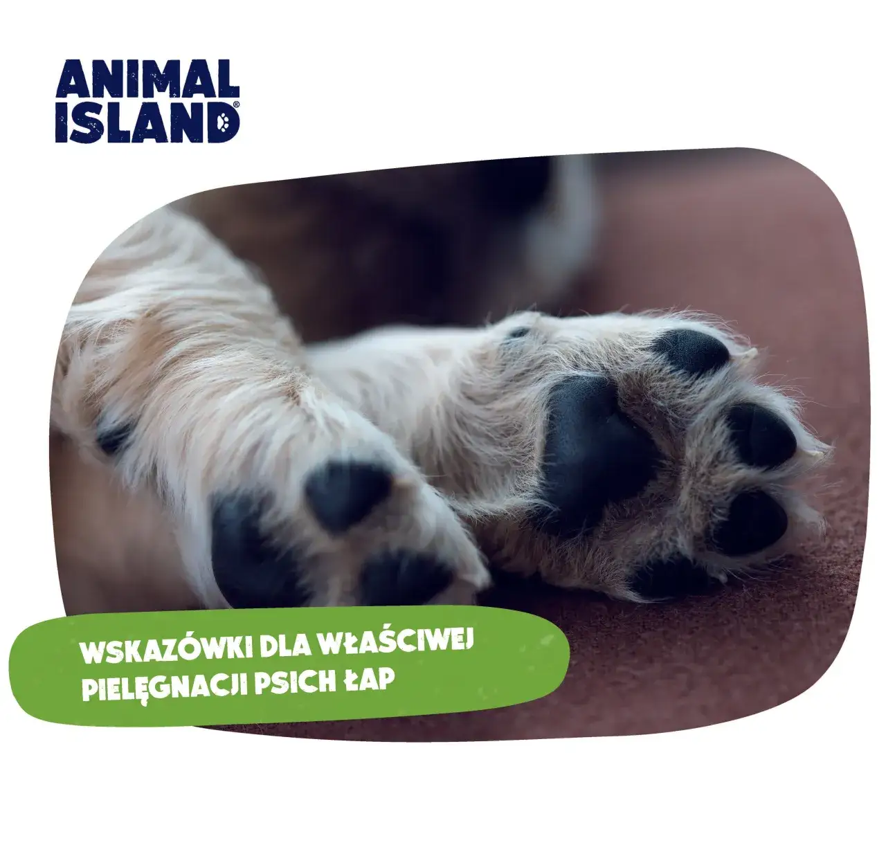 Szczeniak i kości: Dlaczego weterynarze mówią NIE? Poznaj prawdę!