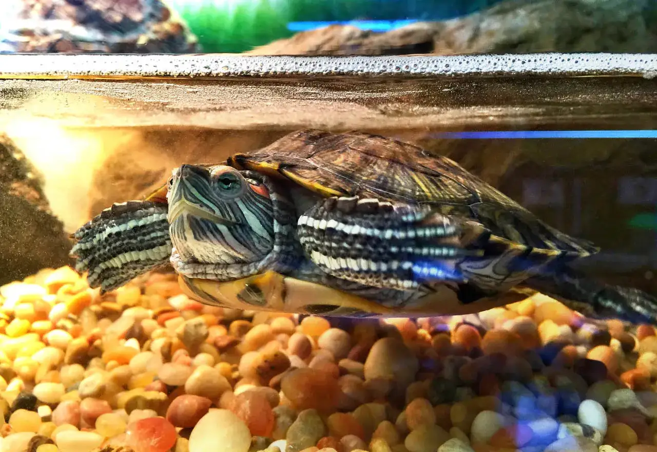 Jaki żwirek do akwarium? Wybierz idealne podłoże dla ryb i roślin!