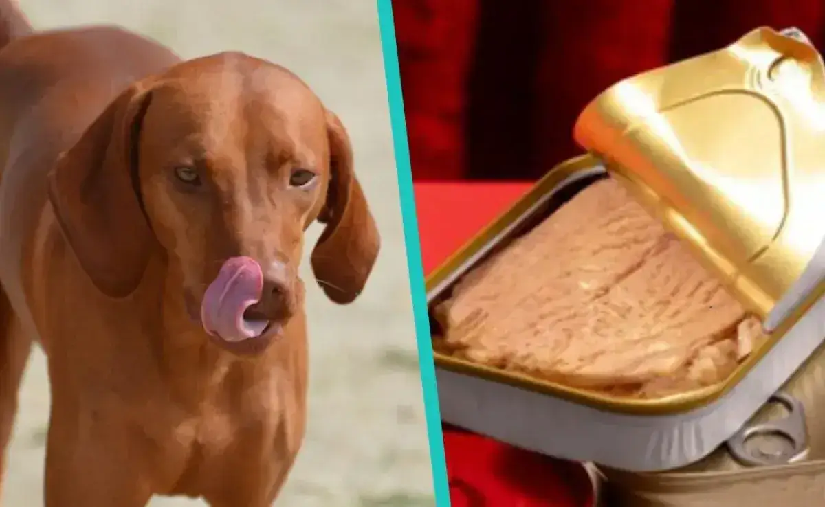 Ryba z puszki dla psa? Sprawdź, czy jest bezpieczna i jak ją podawać