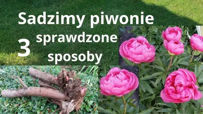 Jak sadzić piwonie, aby uniknąć najczęstszych błędów w ogrodzie