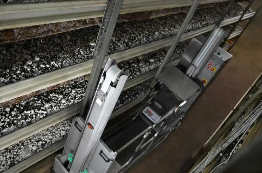 Ile kosztuje budowa pieczarkarni? Poznaj ukryte wydatki i oszczędności