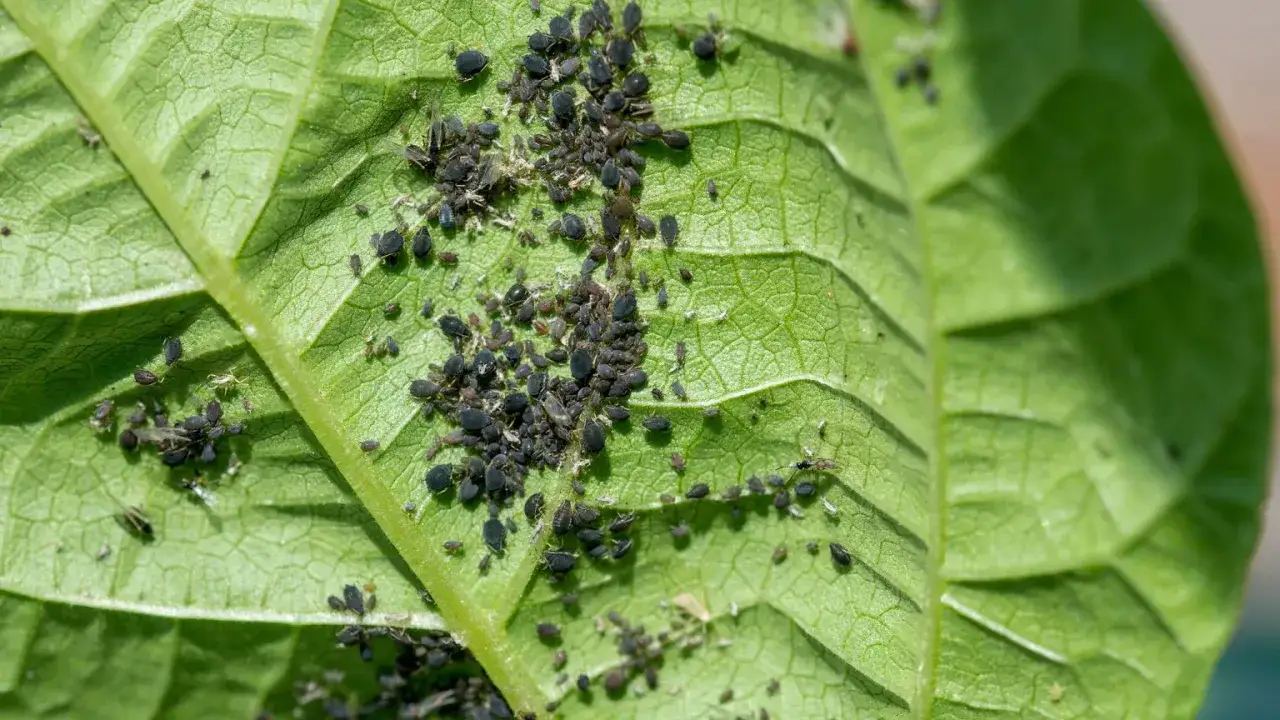 Mszyce na kwiatach? Skuteczne domowe i profesjonalne metody zwalczania