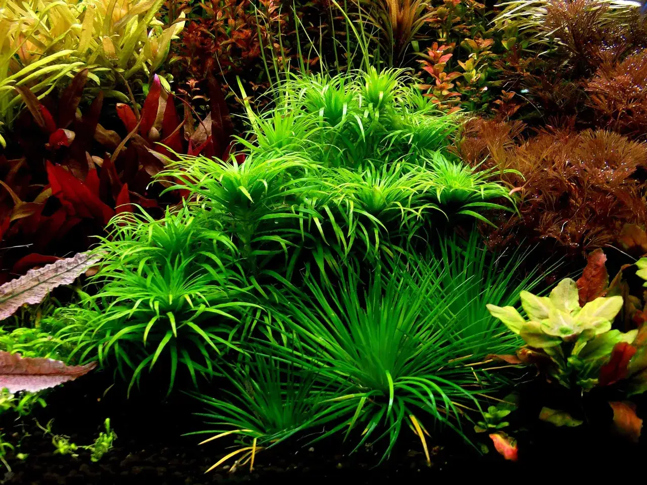Jak przycinać rośliny łodygowe w akwarium? Gęsta dżungla to proste!