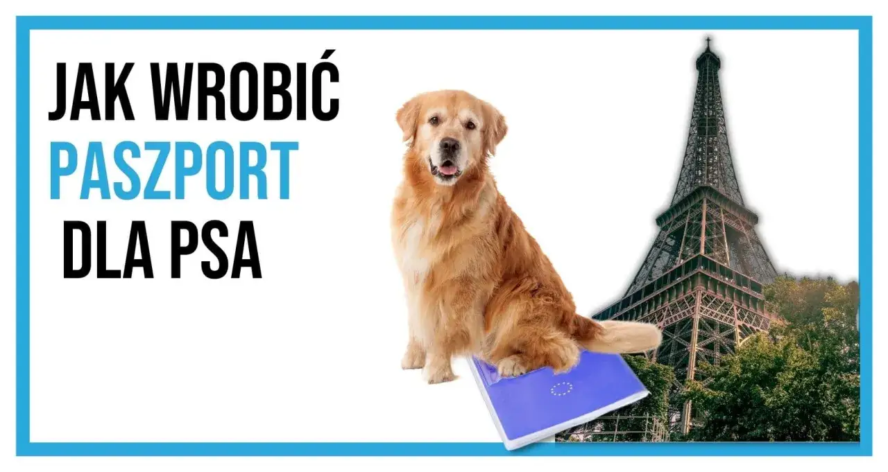 Jak wyrobić paszport dla psa? Krok po kroku, koszty, wymagania