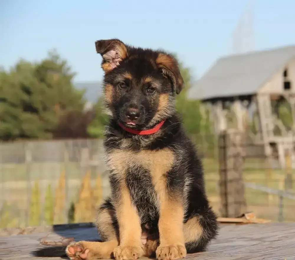 Jak często kąpać owczarka niemieckiego, aby uniknąć problemów ze skórą?