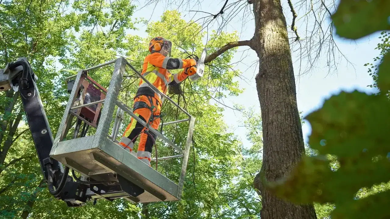 Jak ściąć drzewo od góry bezpiecznie i skutecznie - uniknij błędów