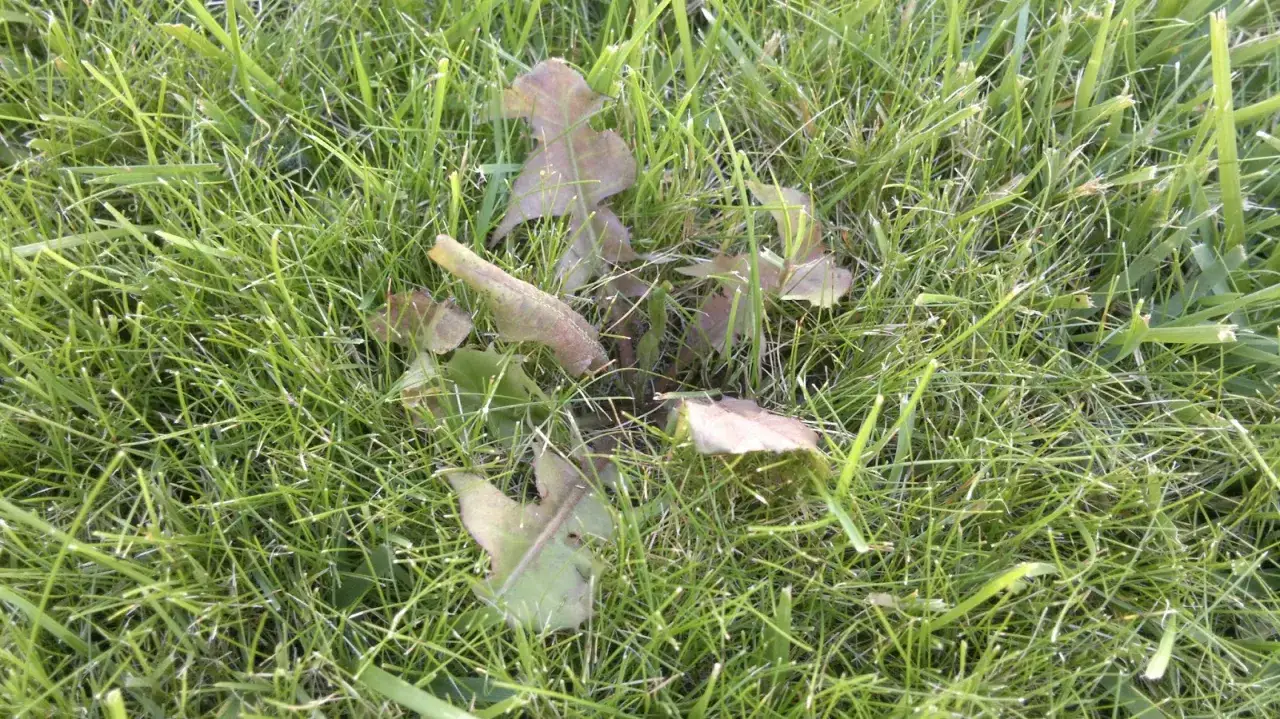 Jak skutecznie zwalczyć trawicę chwast i chronić plony przed stratami